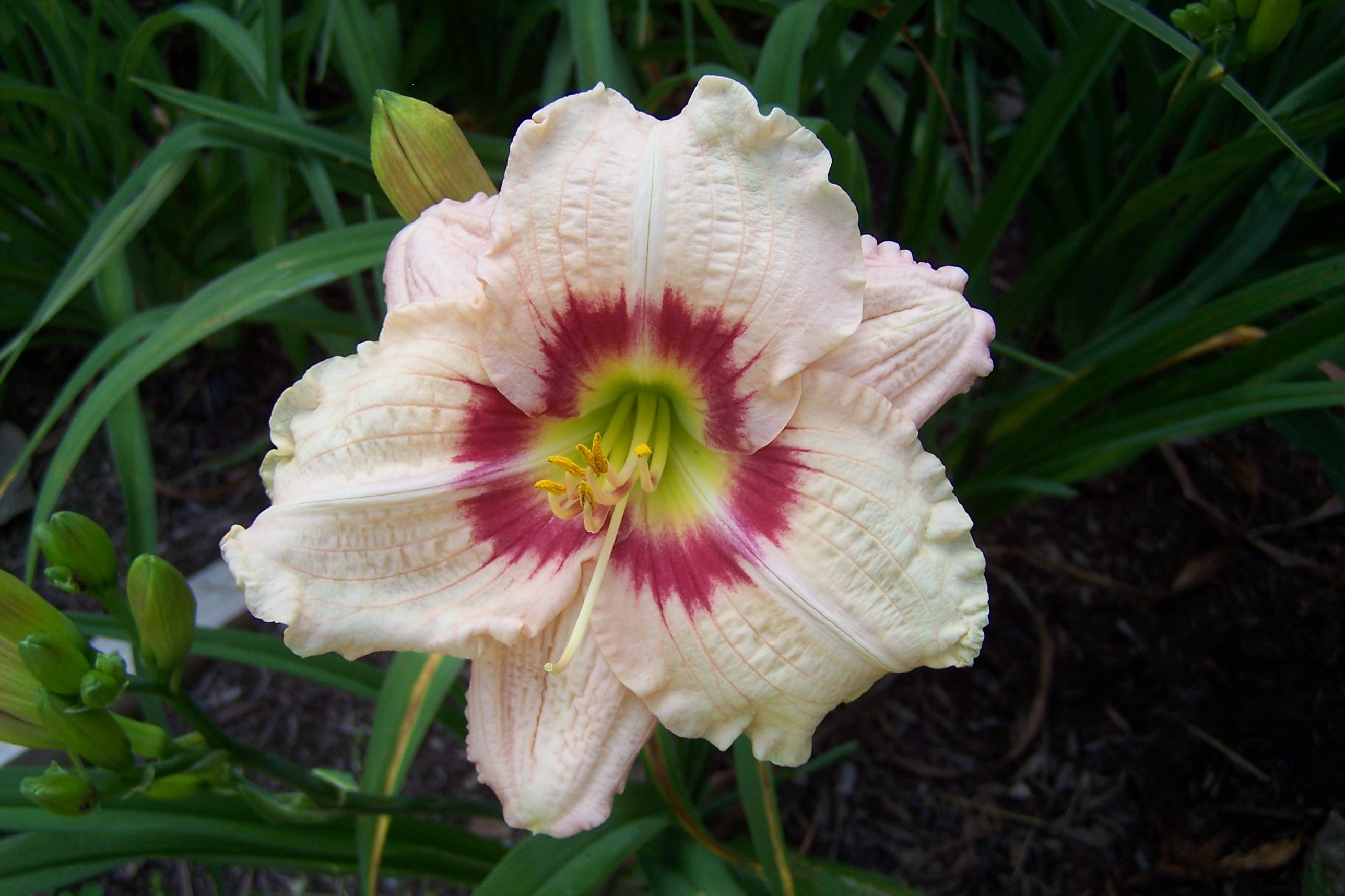 Hemerocallis 'Brilliant Circle'